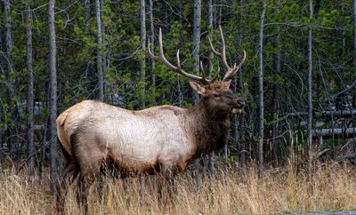 Bull Elk on the Road.jpg