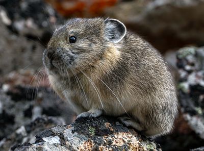 Pika Closeup.jpg