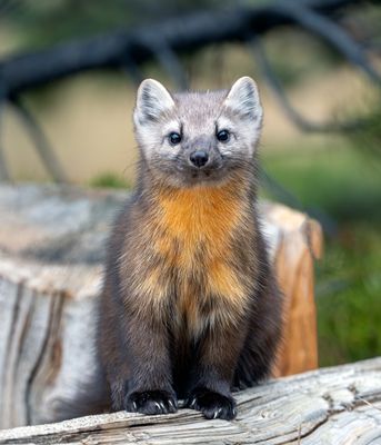 Pine Marten at Otter Creek.jpg
