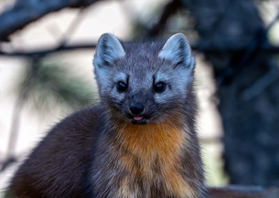 Pine Marten Closeup.jpg