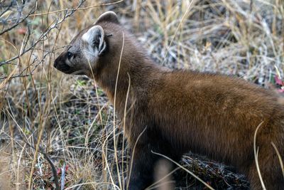 Pine Marten Heading Out.jpg