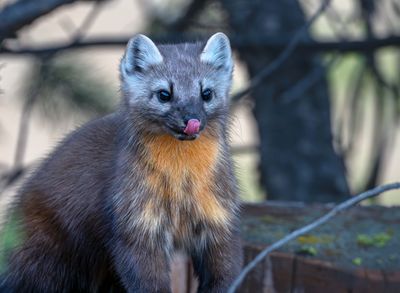 Pine Marten Licking His Lips.jpg