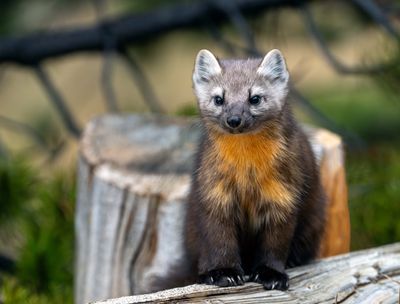 Pine Marten Near Otter Creek Bridge.jpg