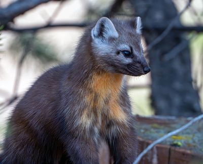 Pine Marten on the Trail Near Otter Creek.jpg