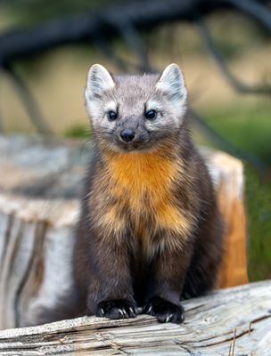 Pine Marten Posing.jpg