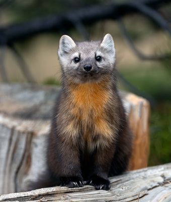 Pine Marten Vertical.jpg