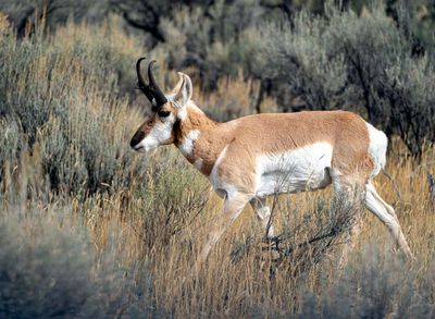 Pronghorn Male in the Brush.jpg