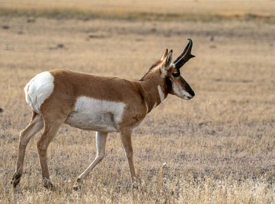 Pronghorn Male on the Old Yellowstone Road.jpg