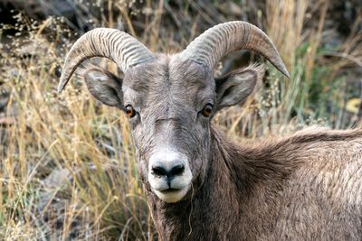Young Bighorn Ram on the Old Yellowstone Road.jpg