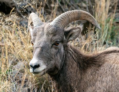 Young Bighorn Ram.jpg