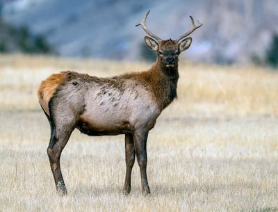 Young Bull Elk on the Old Yellowstone Road.jpg