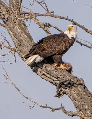 Bald Eagle with a Meal.jpg