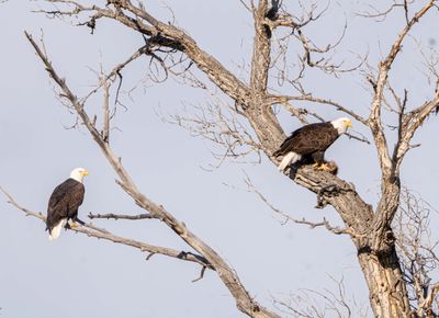 Bald Eagles