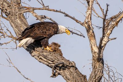 Bald Eagle in Wyoming.jpg