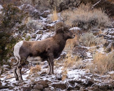 Bighorn on the Hill.jpg