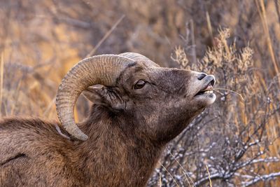 Bighorn Ram Sniffing.jpg