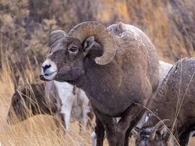 Bighorn Ram.jpg