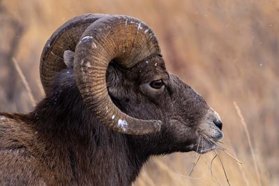 Ram Profile.jpg