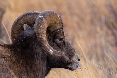 Ram Staring.jpg