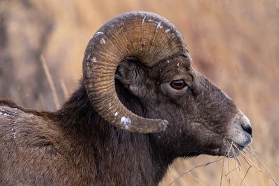 Ram with a Mouthful.jpg