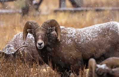 Snowy Ram.jpg
