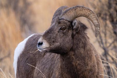 Young Ram.jpg