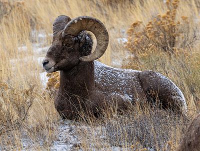 Bighorn Daddy.jpg