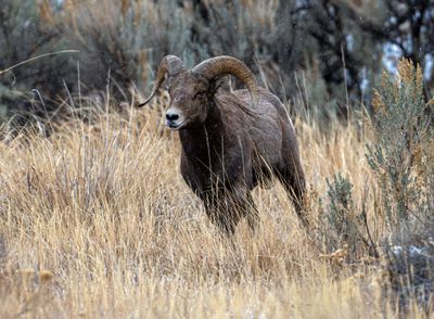 Bighorn in the grass.jpg