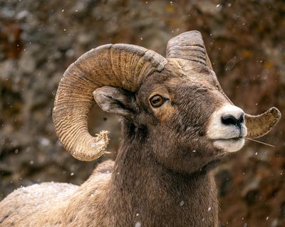 Bighorn profile.jpg