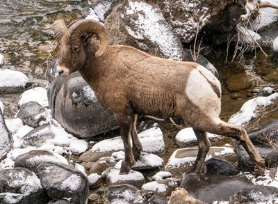 Bighorn Ram at the Shoshone.jpg