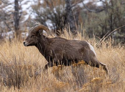 BIghorn Ram in the tall grass.jpg