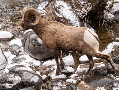 Bighorn Ram Looking Across the Shoshone River.jpg