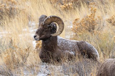 Bighorn watching over the herd.jpg