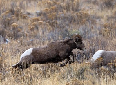 Leaping Bighorn.jpg