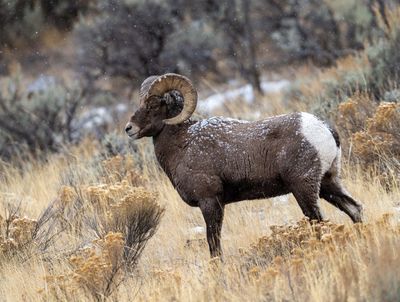 Majestic Ram.jpg