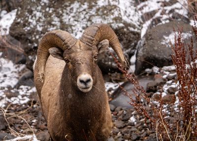 Ram at the River.jpg