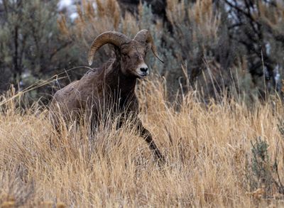 Ram in the Tall Grass.jpg