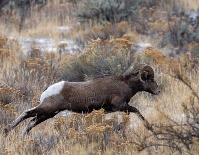 Ram on the run.jpg