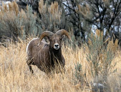 Ram running in the tall grass.jpg