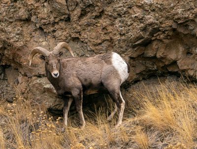 Bighorn at the North Fork.jpg