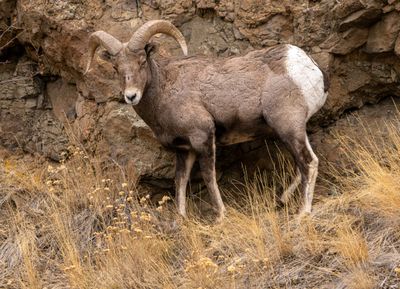 Bighorn on the hillside.jpg