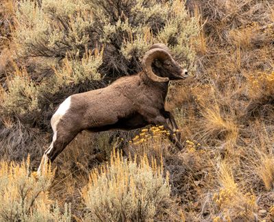 Bighorn Ram.jpg