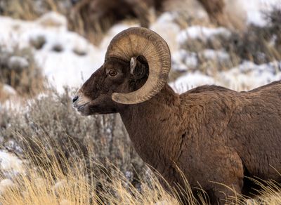 Bighorn.jpg