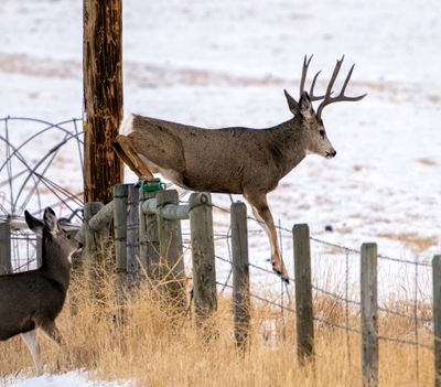 Buck Going Over the Fence.jpg