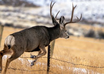 Buck Jumping the Fence.jpg