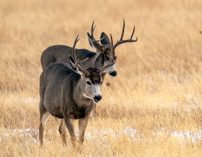 Bucks in a Row.jpg