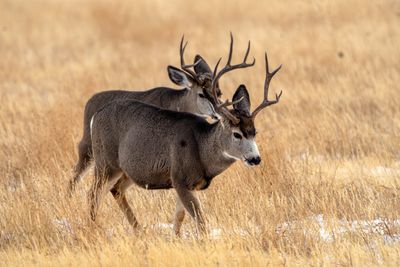 Bucks Together.jpg