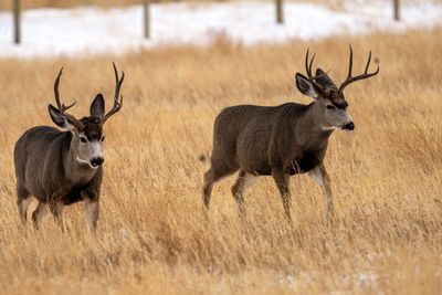 Just a Couple Bucks.jpg