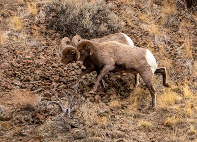 Locking Horns.jpg