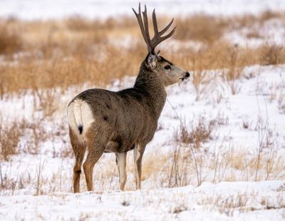 Lone Buck.jpg